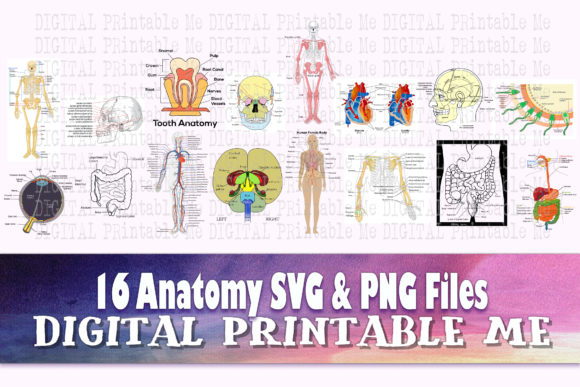 Anatomy Clip Art for Embroidery