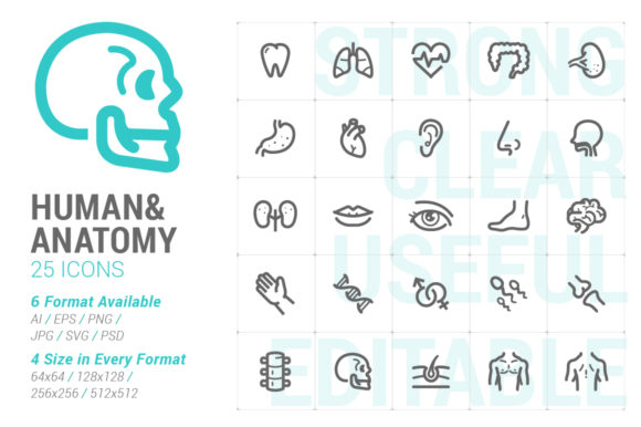 Human Anatomy Strong Line Icon Graphics
